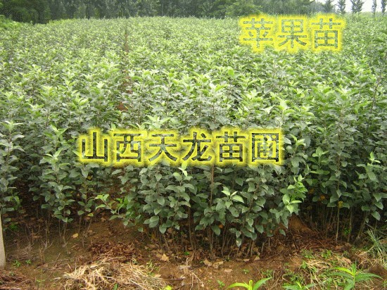供应苹果苗梨树苗 桃树苗 杏树苗